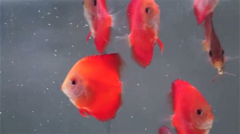 紅色魚種